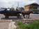Peisaj cotidian tipic romanesc........ (3)