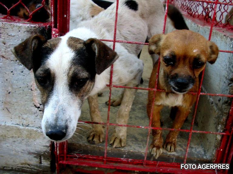 Inconvenience Rustic Liquefy Autoritatea pentru Supravegherea si Protectia Animalelor: Persoanele care  hranesc cainii fara stapan ar putea fi amendate cu pana la 5.000 de lei -  HotNews.ro