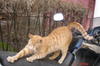 Pisica pazind motocicleta vecinului