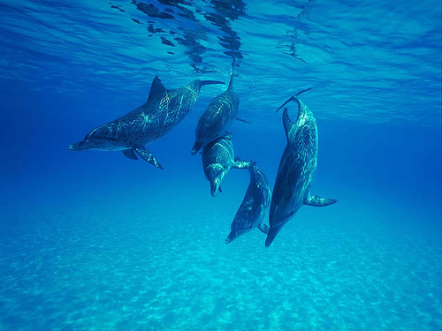 Delfinii își recunosc prietenii după gustul urinei -Studiu