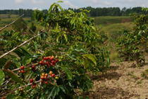 Plantatie de cafea in Sumatra