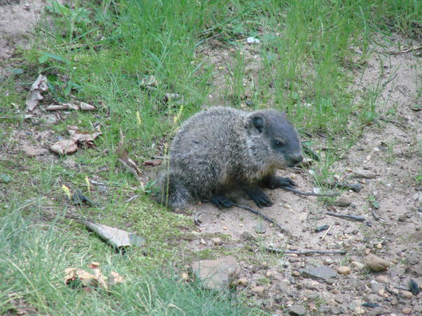 bebe marmota