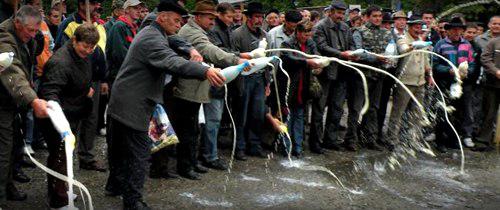 Protest al producatorilor de lapte