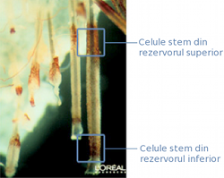Rezervoare celule stem