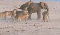 Elefant atacat de leoaice