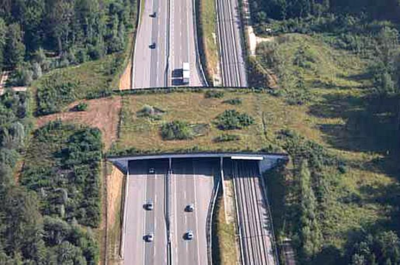 Cum ar putea arata un ecoduct pe autostrada Lugoj - Deva