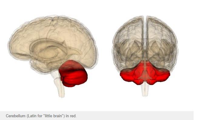 Creierul mic
