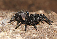 Paianjen "palnie"/ Australian funnel-web spiders