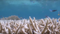 Marea bariera de corali, afectata iremediabil de albire