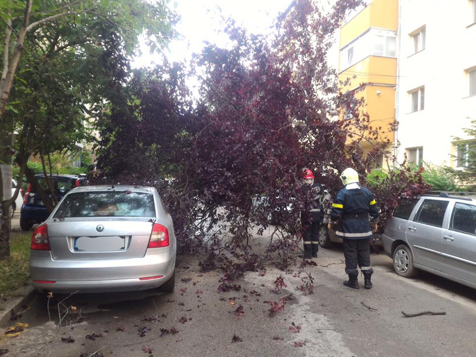 Copaci căzuţi şi autoturisme avariate în Bucureşti - HotNews.ro
