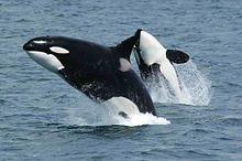 Balenele ucigase (orcile)