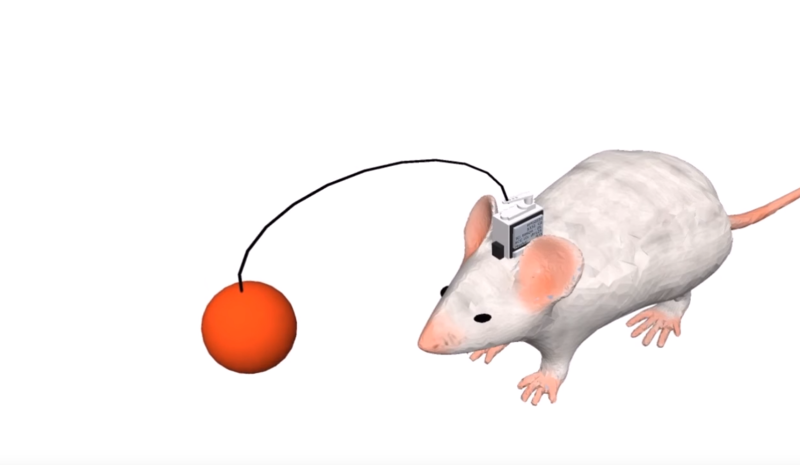 îndepărtarea papilomului de șoarece cum să elimini paraziții din colon