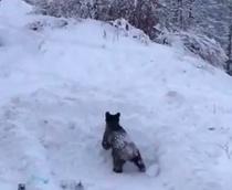 Video Imagini Cu Doi Pui De Urs Care Se Joacă In Zăpadă Esential