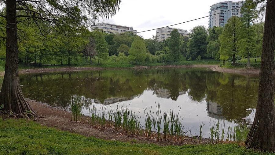 FOTO Prețul plătit pentru dezvoltarea haotică a Bucureștiului: lacul din  Parcul Circului aproape a secat, habitatul superbilor lotuși egipteni fiind  în pericol - HotNews.ro