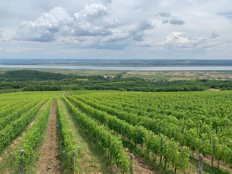 ferme viticole Drăgășani