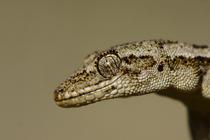O populație reproducătoare de gecko, descoperită în mijlocul Bucureștiului