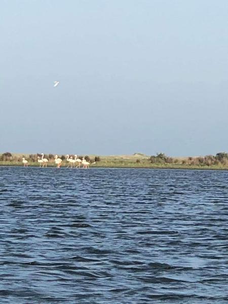 pasari flamingo in Delta Dunarii