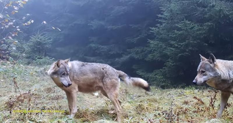 Publicity Uncertain over there VIDEO Imagini surprinse cu lupi ce își marchează teritoriul într-o pădure  din Piatra Craiului - HotNews.ro