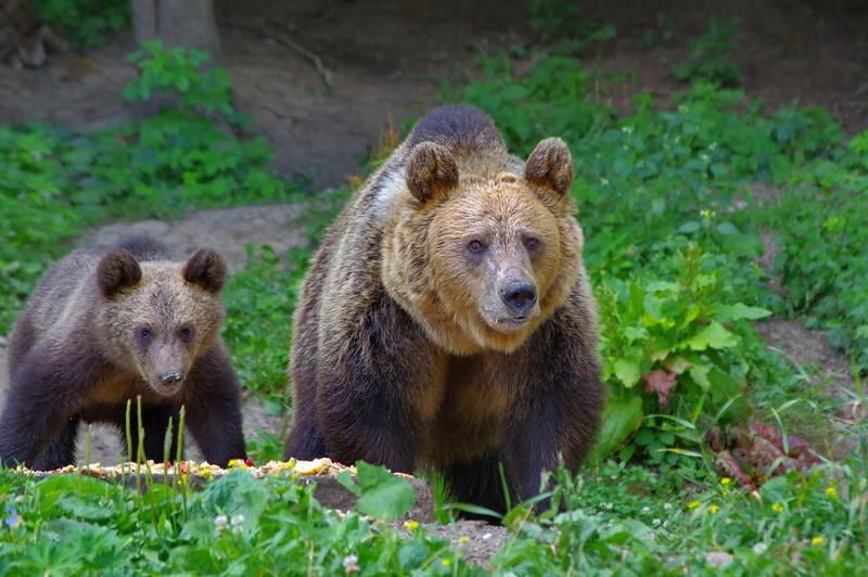 Ursi din Romania