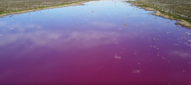 Apele lagunei Corfo din Argentina au devenit roz