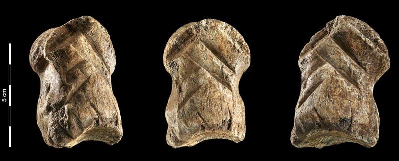 Osul de cerb si liniile lasate de un om, acum 51.000 de ani