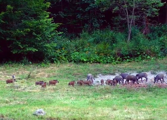 Turmă de porci mistreţi, venită de pe un fond privat de vânătoare, lovită de maşini pe autostradă, în Timiş/ Cinci animale au murit