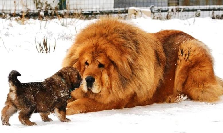 Leul canin sau câinele leonin?