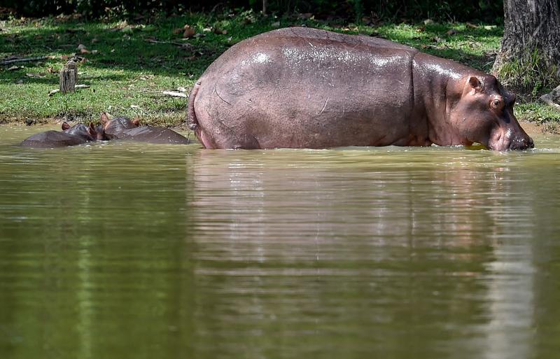 Hipopotami