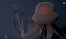 Meduza gigant