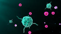 Celule B si T ale sistemului imunitar