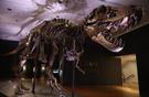 Tiranozaurulul Stan, cel mai scump T.rex vandut vreodata la o licitatie