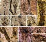 Imagini cu bobocul fosilizat
