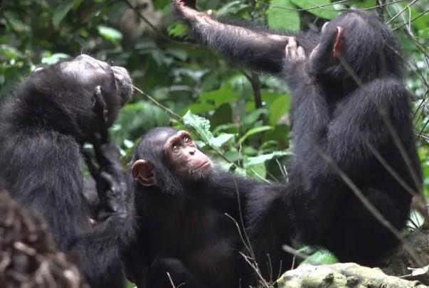 Cimpanzei infirmieri