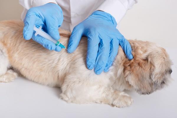 Care este schema obligatorie de vaccinare pentru câinii și pisicile de companie?