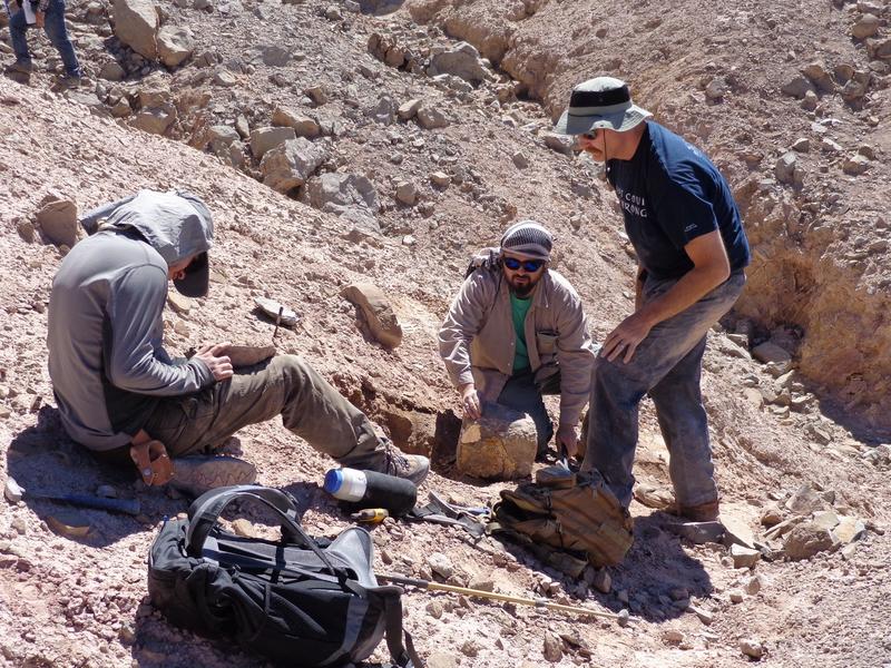 Arheologii au descoperit un „cimitir” de pterozauri in Chile