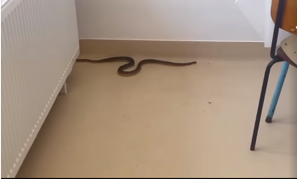 Obedient crude oil contact VIDEO Șarpe de peste un metru lungime, în spitalul din Balș / Autoritățile  spun că este invazie de șerpi în Olt - HotNews.ro