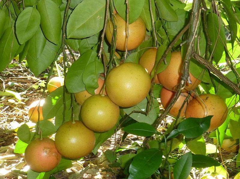 „Grape”fruit, deoarece crește în ciorchini