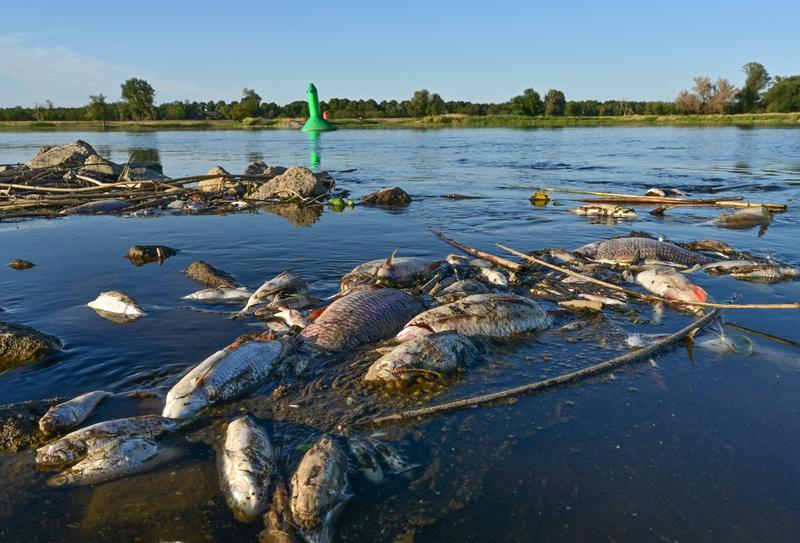 Pești morți plutesc pe fluviul Oder, care traversează Germania şi Polonia