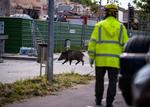 Porcii mistreți au invadat străzile orașelor spaniole