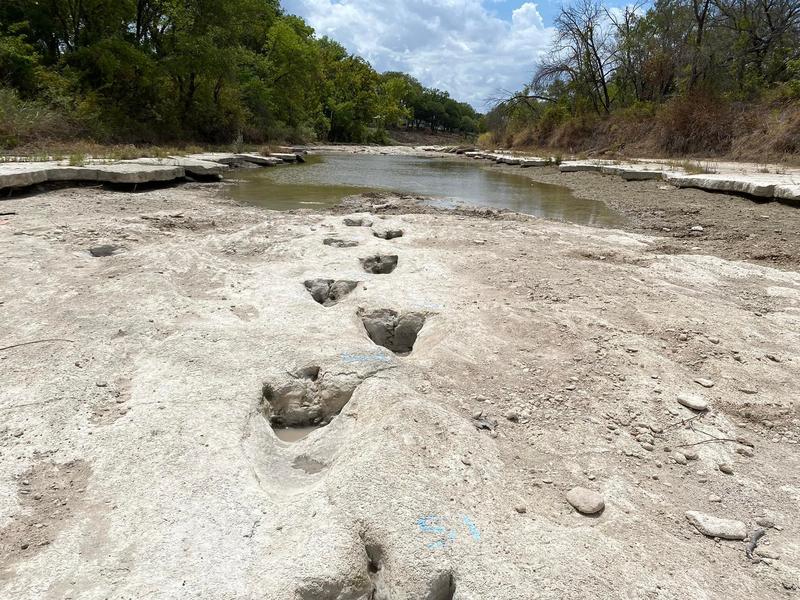 Urme uriașe ale dinozaurilor care au trăit în Cretacicul timpuriu, descoperite  în albia unui râu din Texas