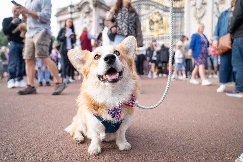 Un câine Corgi în fața palatului Buckingham