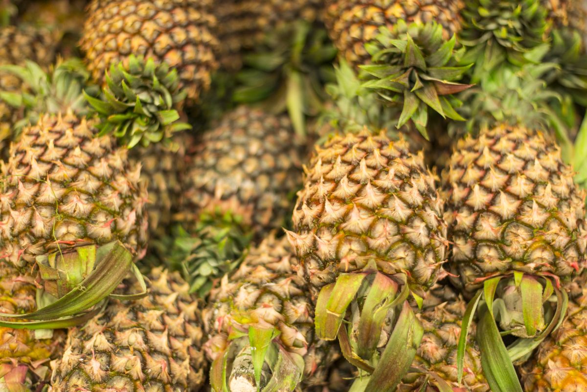 Cum au primit europenii ananasul, acum peste 300 de ani - Un fruct ...