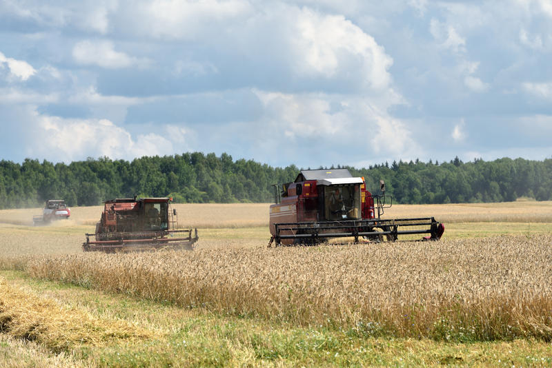Recoltă record de grâu în Rusia