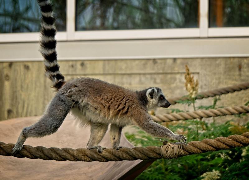 Lemur cu coadă inelată