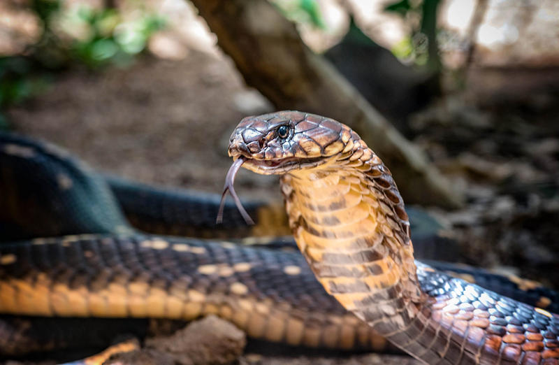 O cobra regală a evadat din terariul grădinii zoologice Skansen din Stokholm