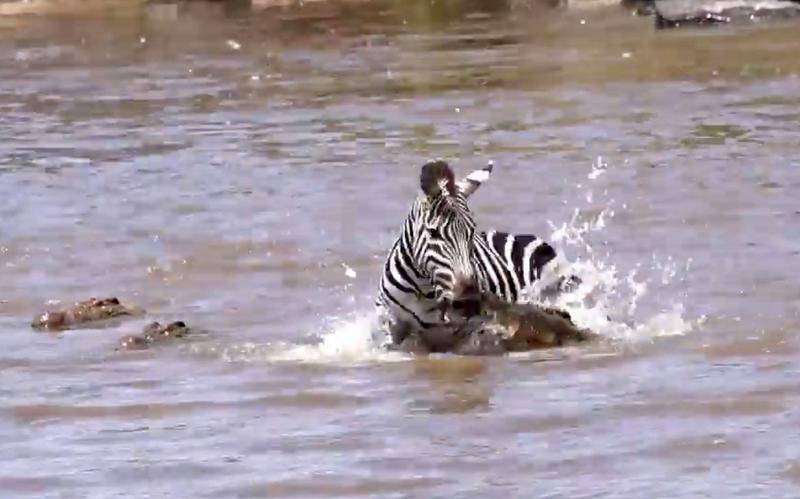 O zebră scapă cu viața după ce este atacată de cinci crocodili