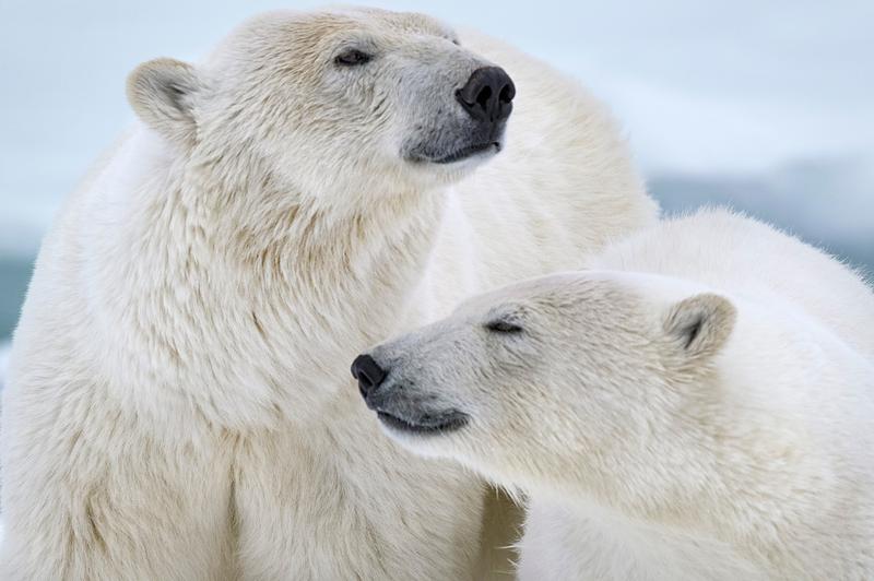 Urși polari