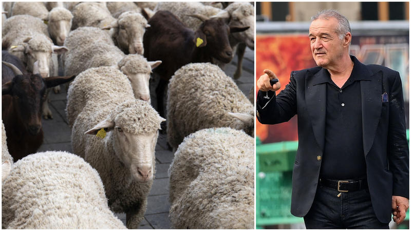 Gigi Becali și-a înregistrat oile pe PFA, cu sediul la palatul din Aleea Alexandru. Planul grandios al latifundiarul: ”Am luat 850 de hectare”