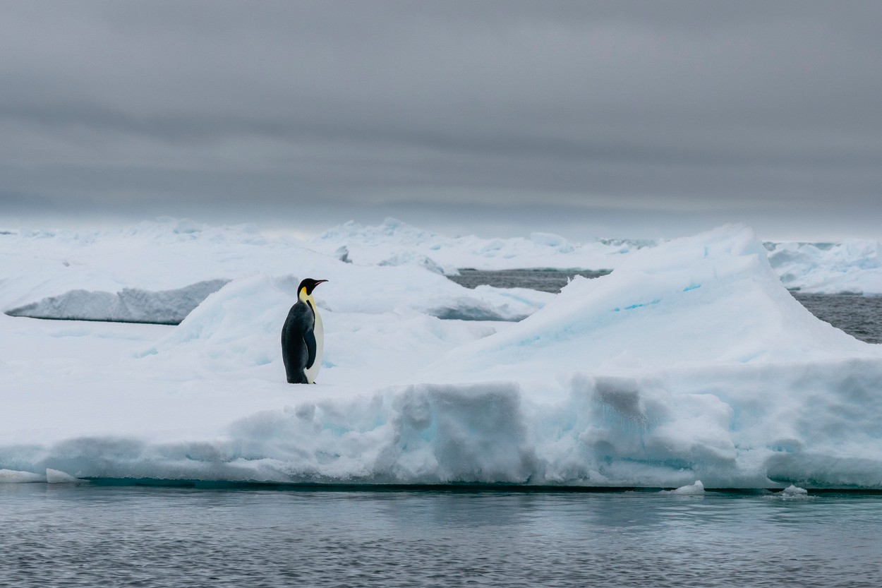 COP28: Șeful ONU face apel la întreruperea „ciclului mortal” al încălzirii globale