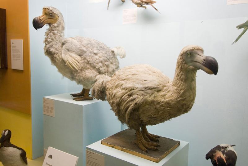 păsări dodo